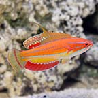 McCosker's Flasher Wrasse, Male